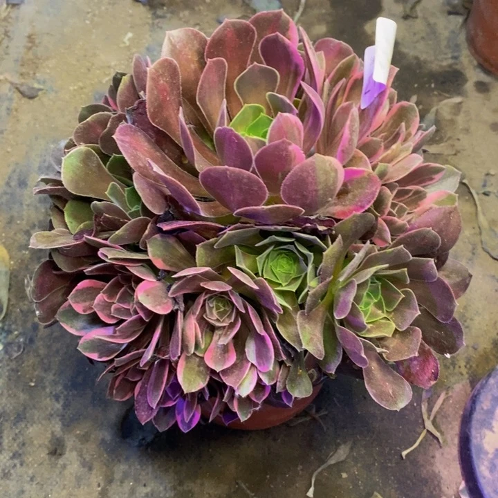 浣纱多肉断头不包2132