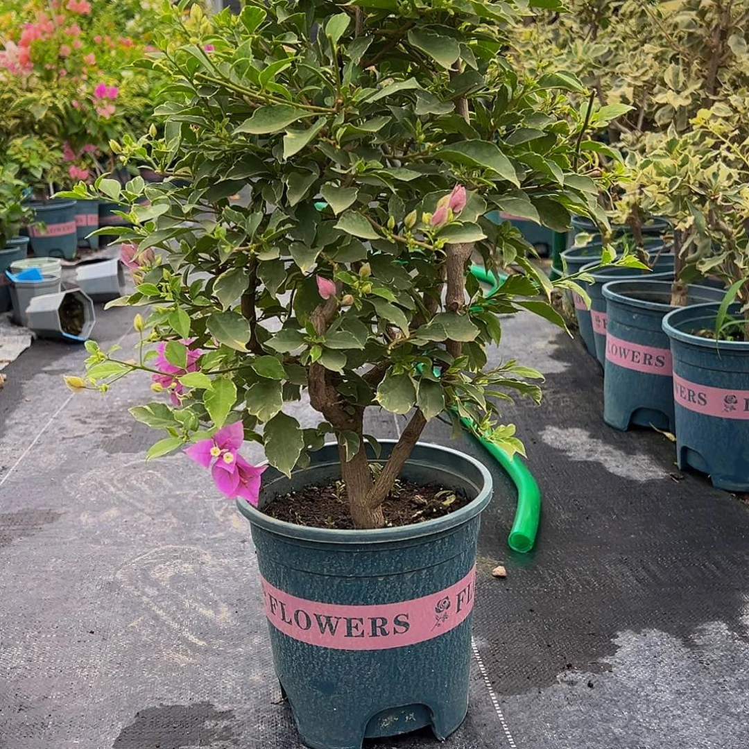 当前无花栽培后可以开花银边雪紫  小树头