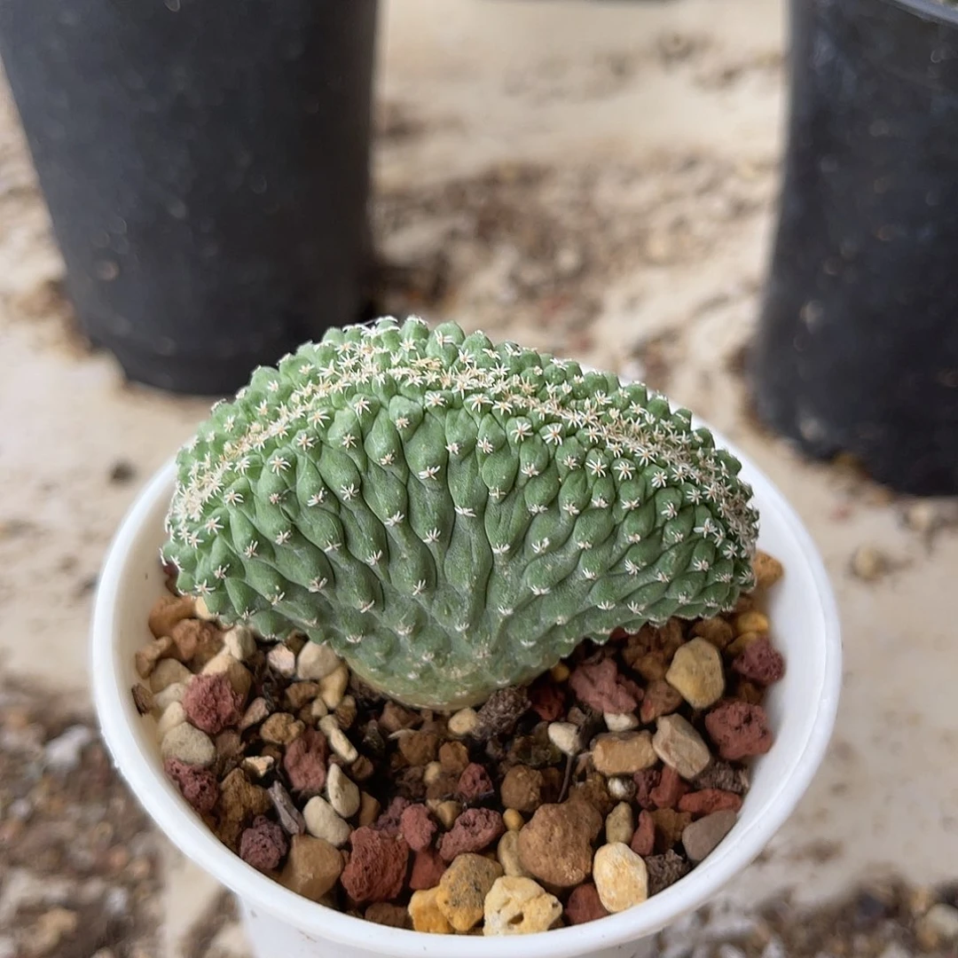 实生菊水缀化仙人球
