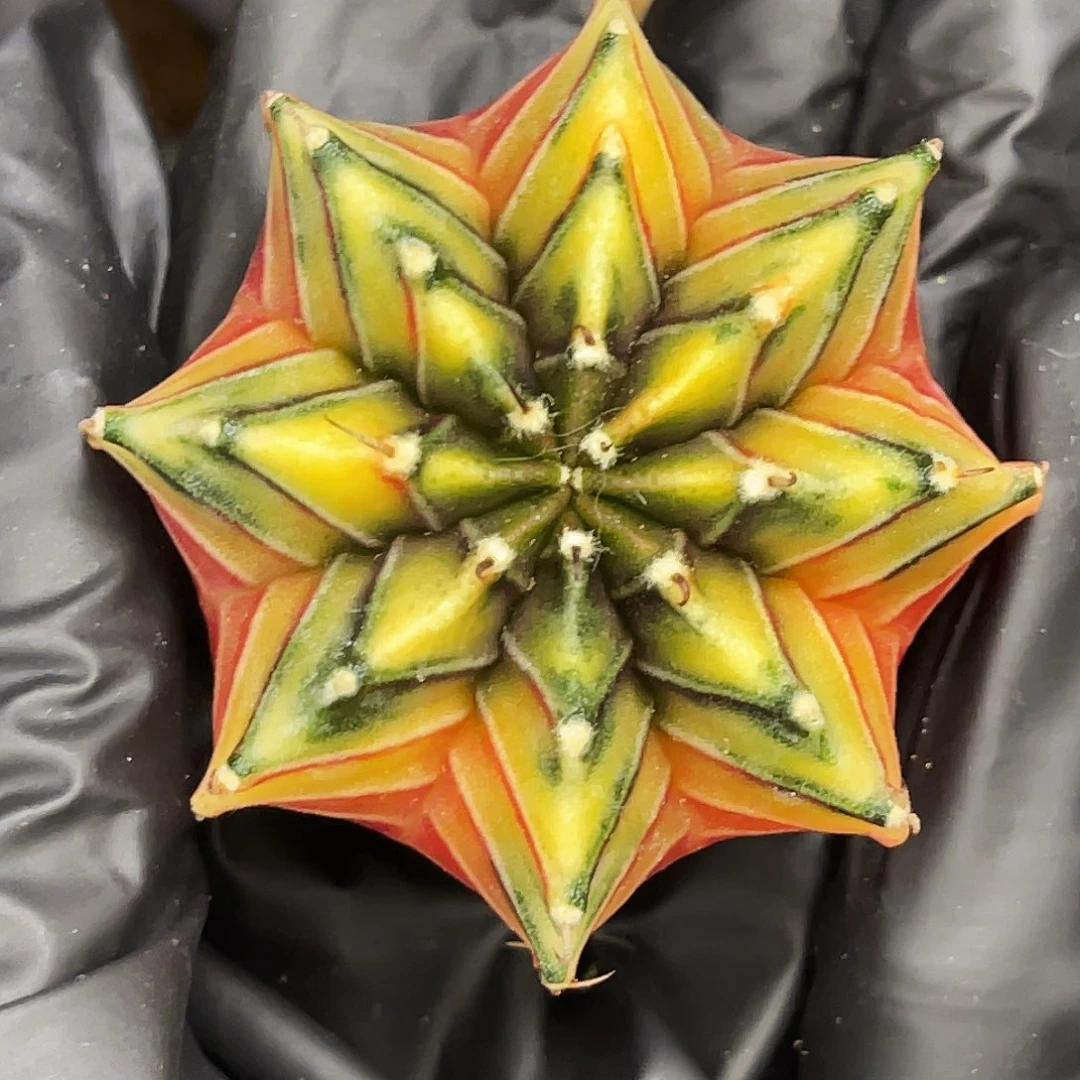 星光 三文鱼 一物一拍