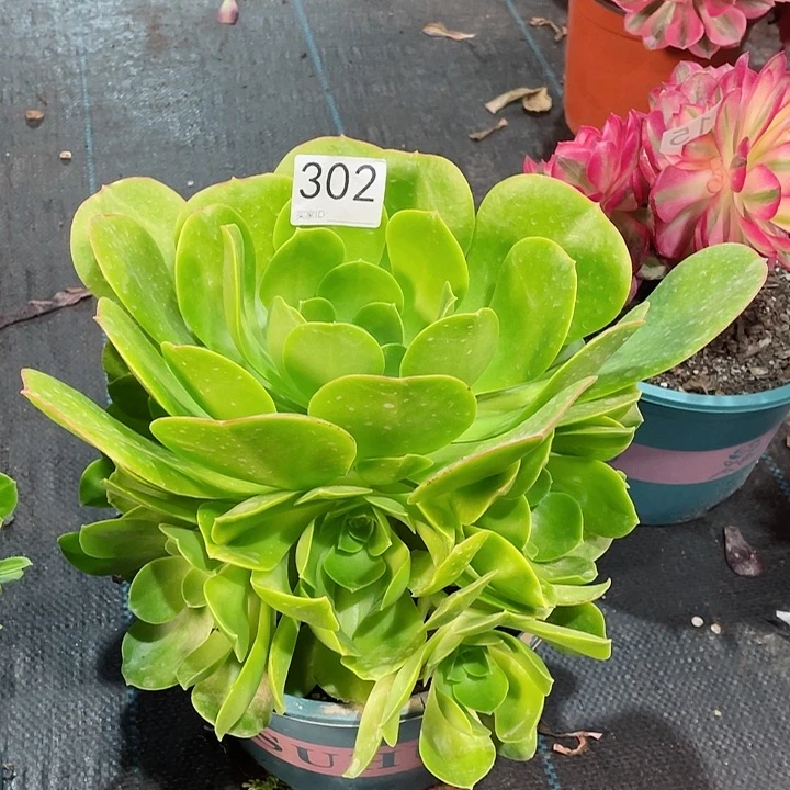 302香炉盘 冠幅23