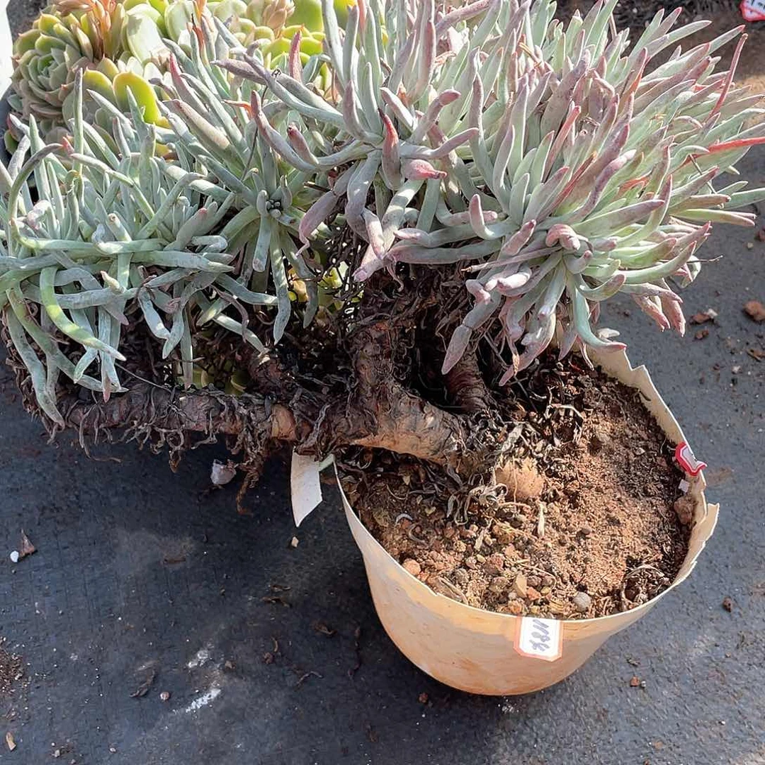 1184爱度 一物一拍多肉