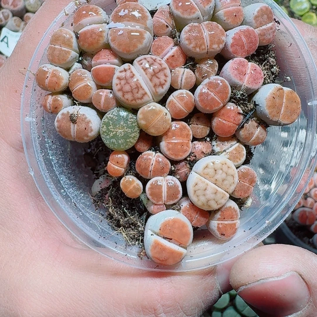 74 多肉植物多肉植物