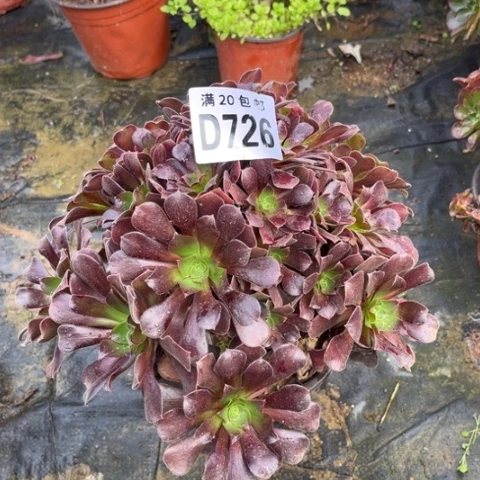 726欧紫包庇渎职