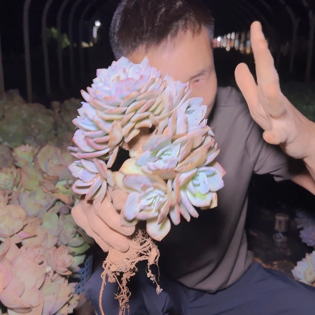 一物一拍白凤2多肉