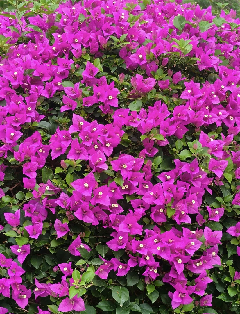 【小叶紫】三角梅爆品爬藤原盆原土绿植盆栽四季开花