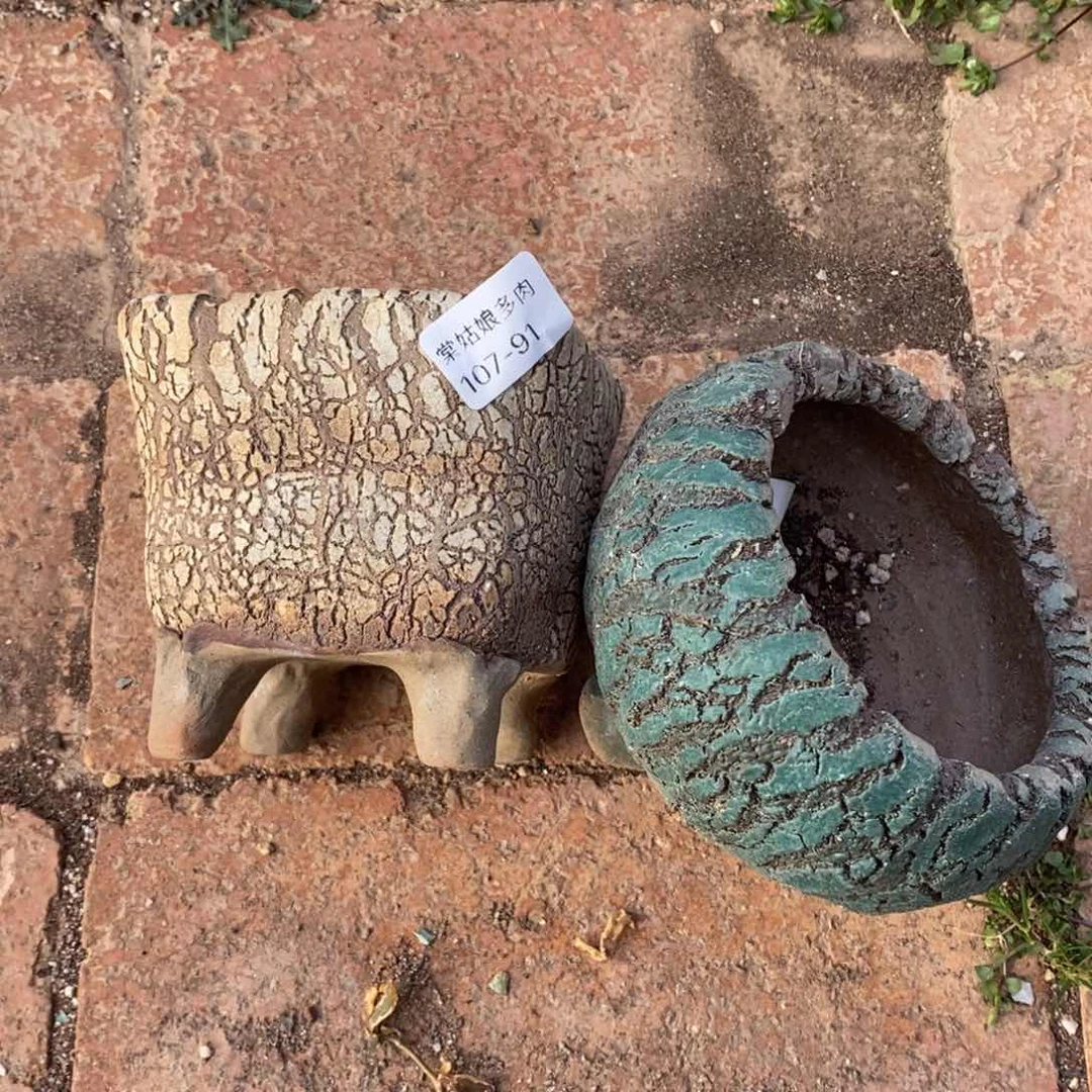 91号两个多肉盆组 多肉