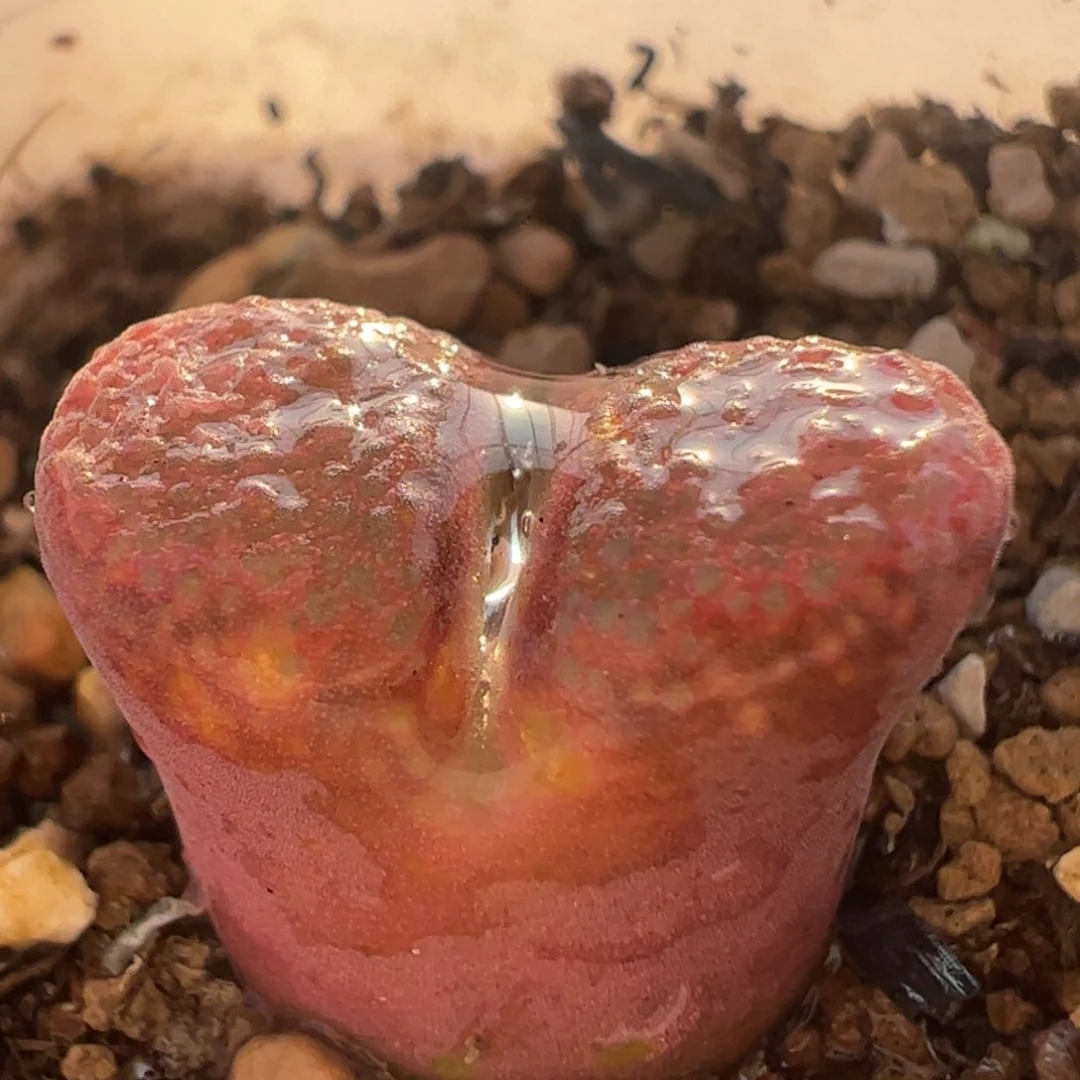 多肉植物百科36213