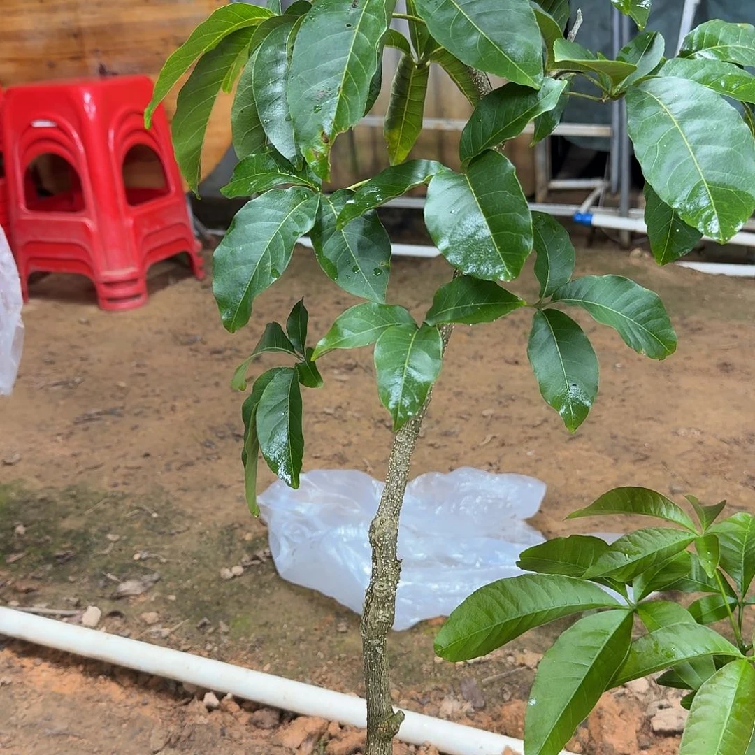 只***买当前无花栽培后可以开花状元红