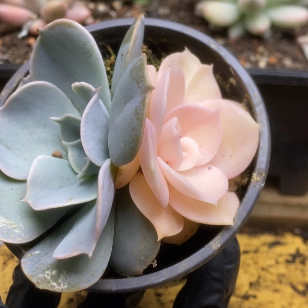 370双子座锦锦锦锦锦