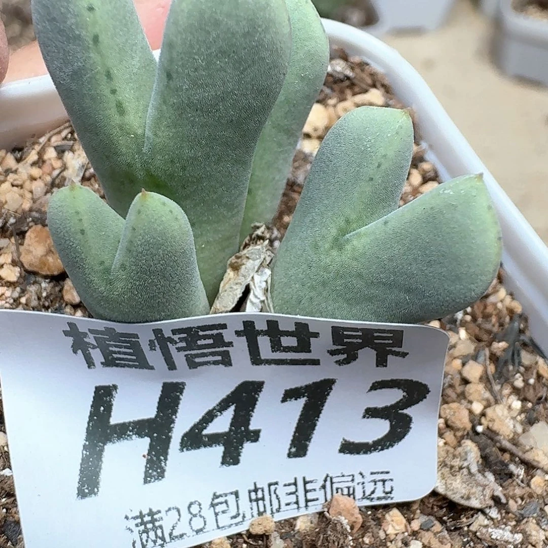 多肉我的润泽发发