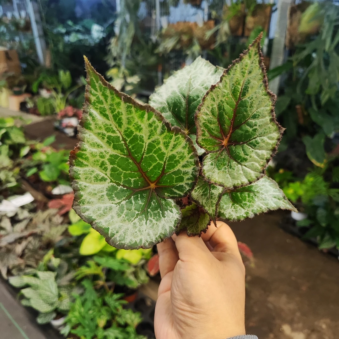 女巫秋海棠室内观叶植物秋海棠盆栽好养