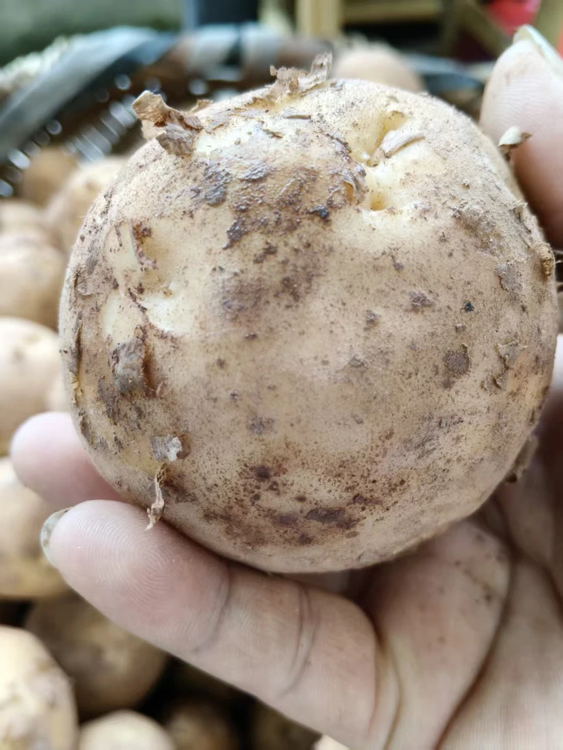 农家自种黄心土豆