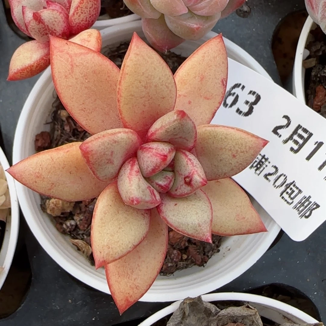 花语逸境0211-163