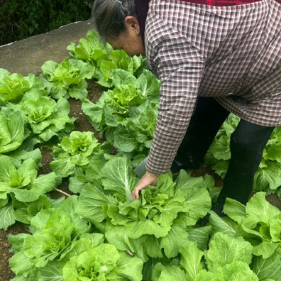 青白菜湖南邵阳农村爷爷奶奶自种霜打青白菜蔬菜