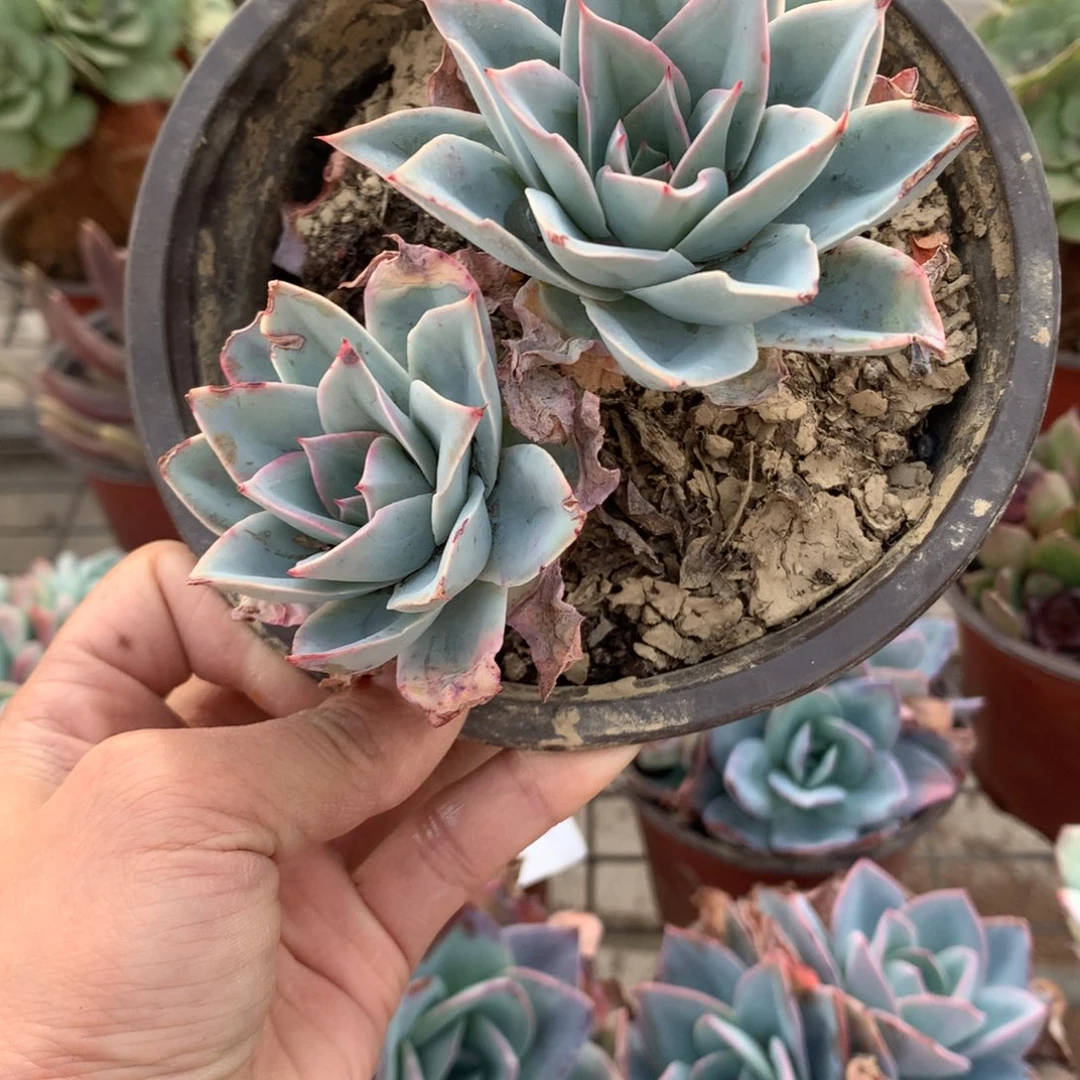 挥*蓝光群生多肉植物