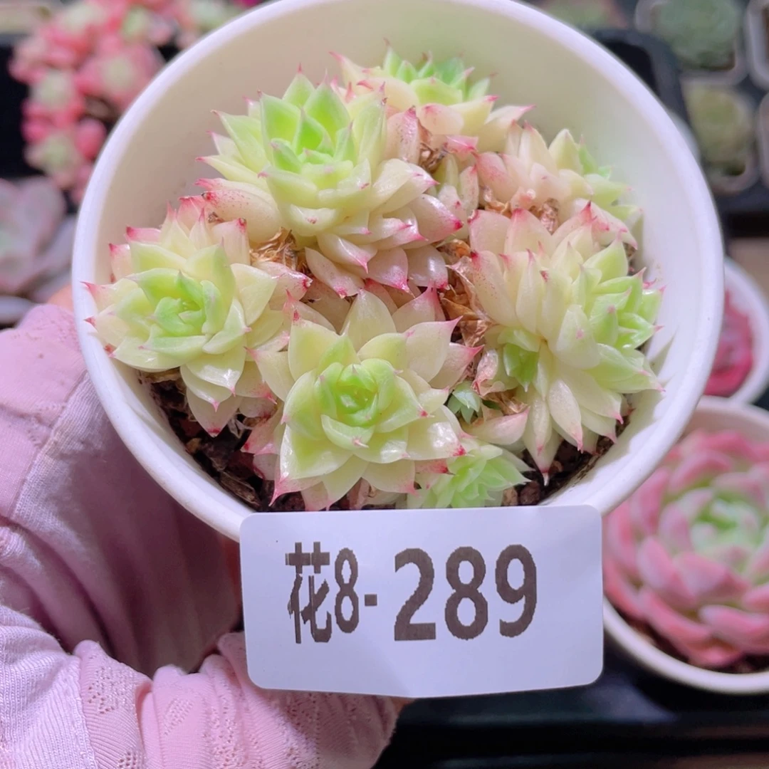 花利美8-289麦秆群