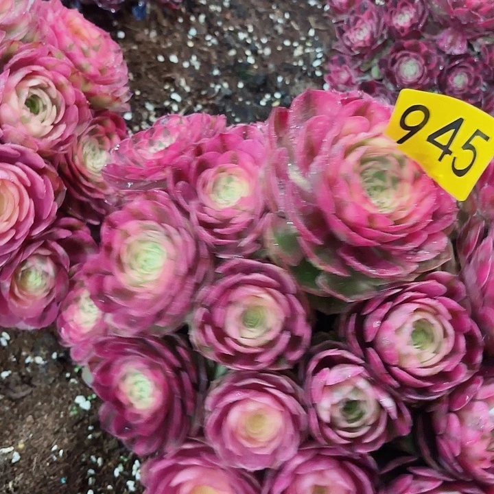 唐**少多肉植物福利945