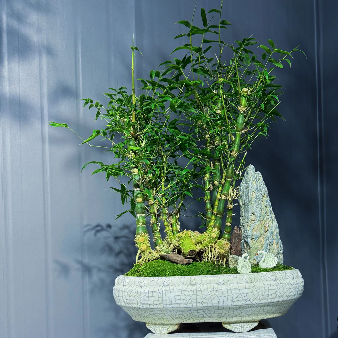 精选老桩佛肚竹搭四大名玉之一九龙壁，让您足不出户欣赏自然景观。