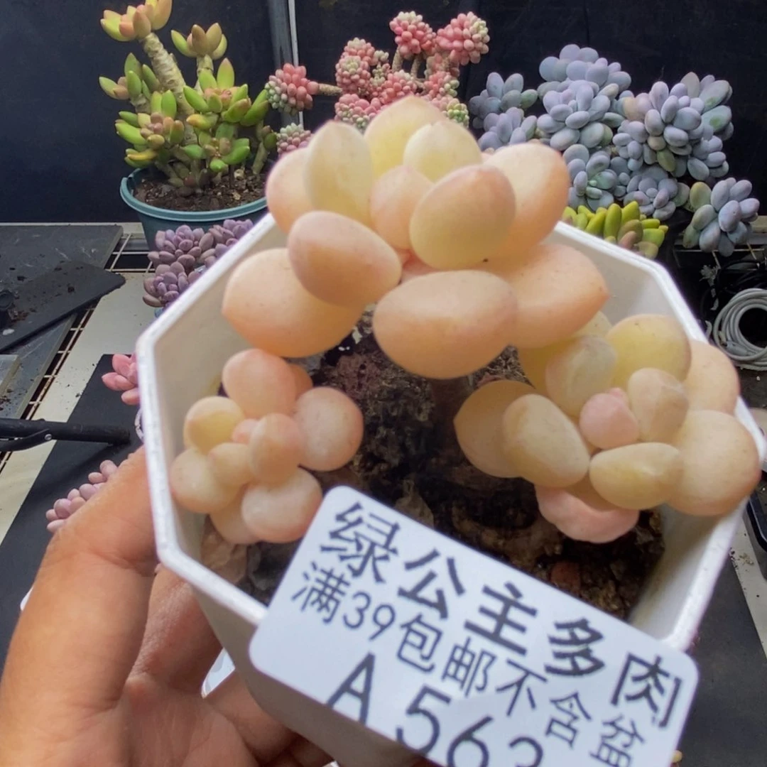 563萤火虫多肉5c m