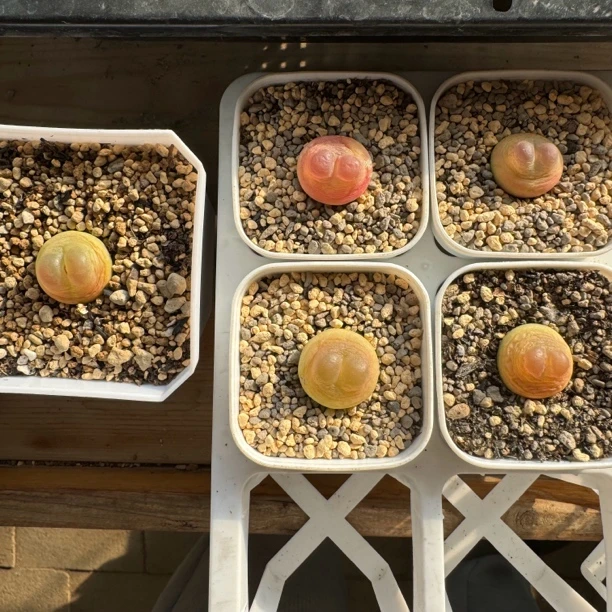 茳小姐拍拉登一组多肉