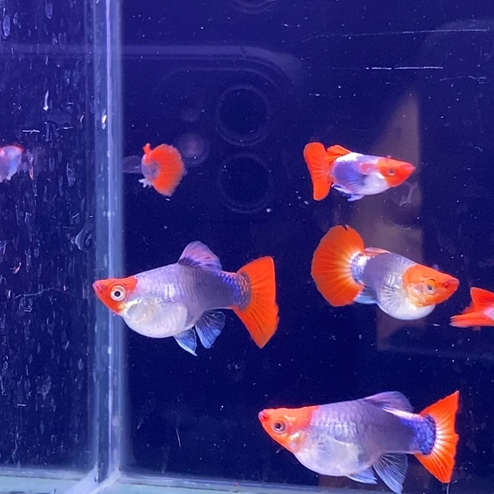 孔雀鱼蓝贵族3对球队