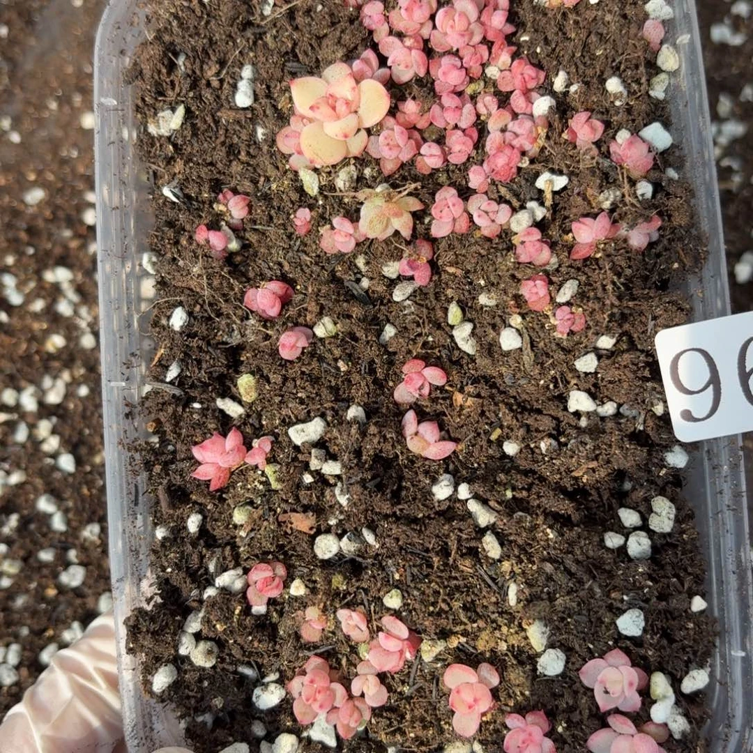 多肉植物多肉植物962