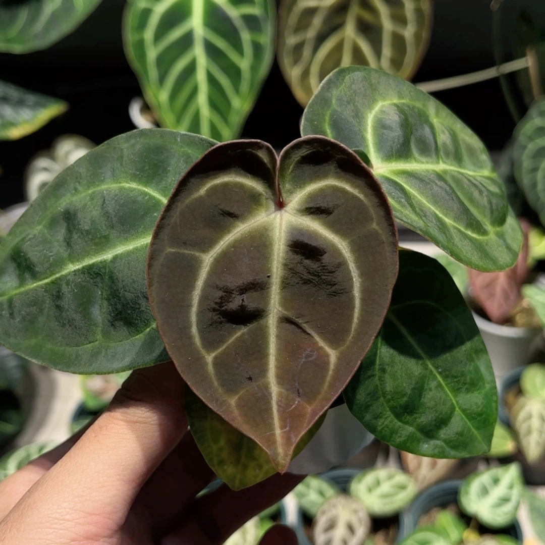 完全开放贝斯杂红心霍夫曼