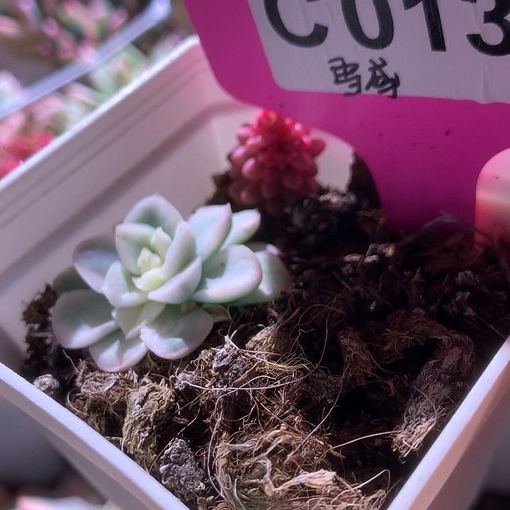 雪鸢覆轮锦有根有