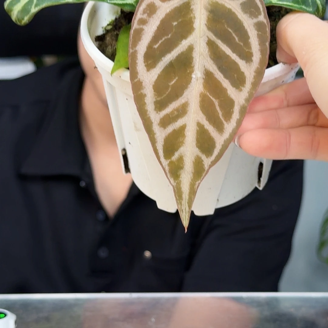 完全开放红水晶杂SKg银K05