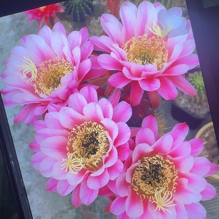 紫罗兰之眼侧芽5公分毛花柱