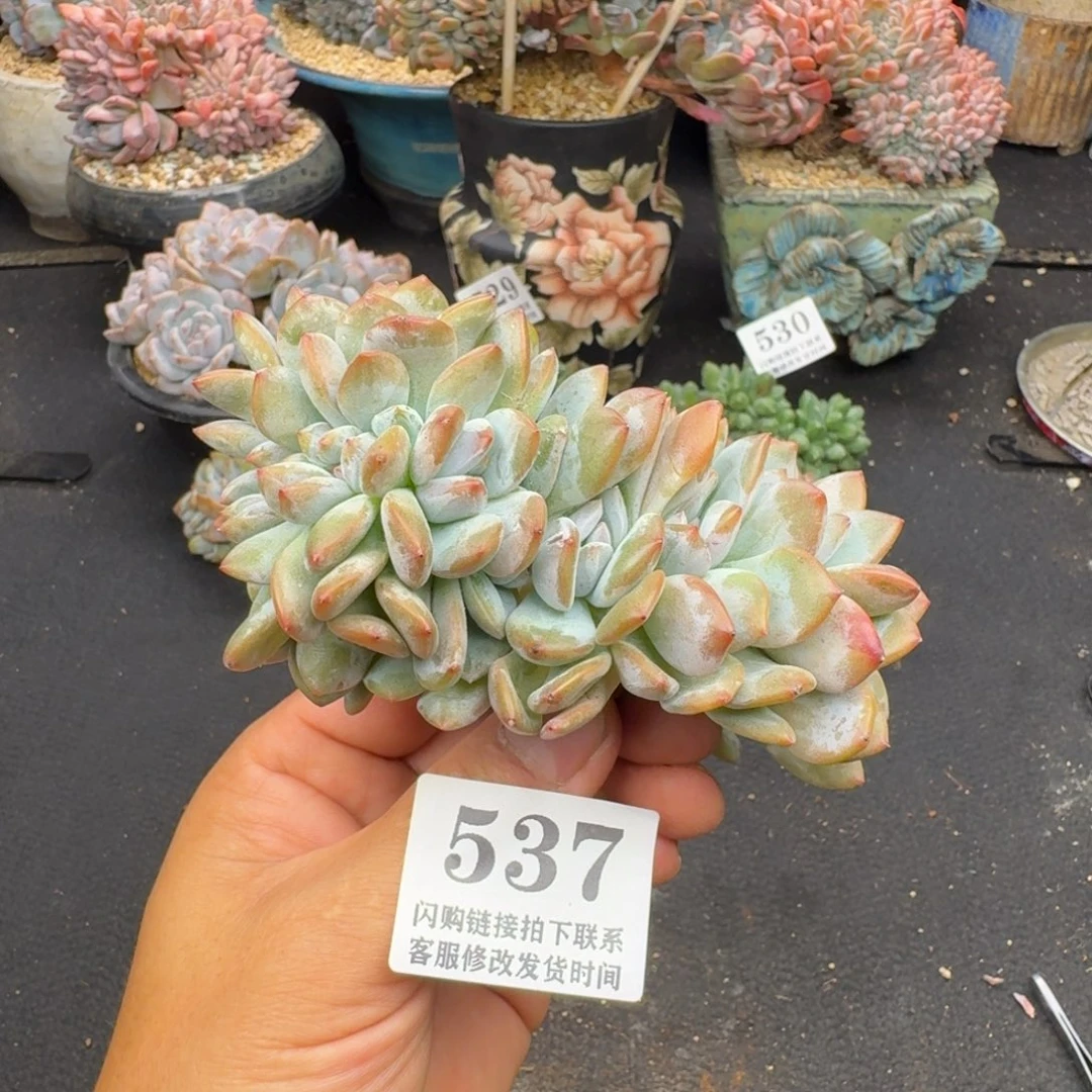 537星影缀无根11cm左右（满58包邮冷链）