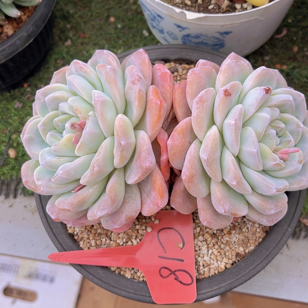 香玉的故事是一个人的
