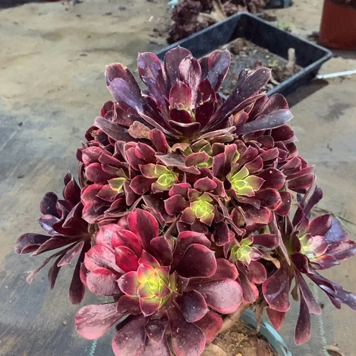 金丝雀多肉植物30
