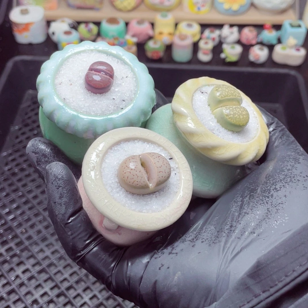 w3044--带盆土发货，零下地区拍保温箱