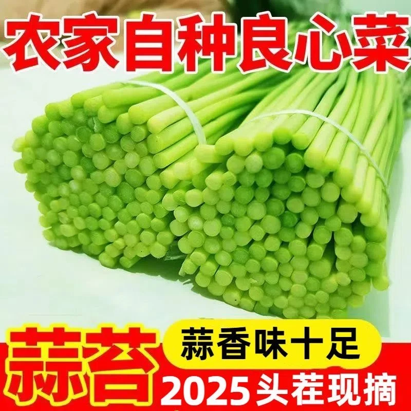 【2025新鲜蒜苔】新鲜蒜苔蒜薹现摘自种红帽蒜毫批发当季蔬菜5斤