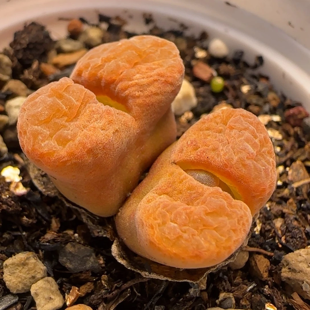 双头风铃多肉植物百科