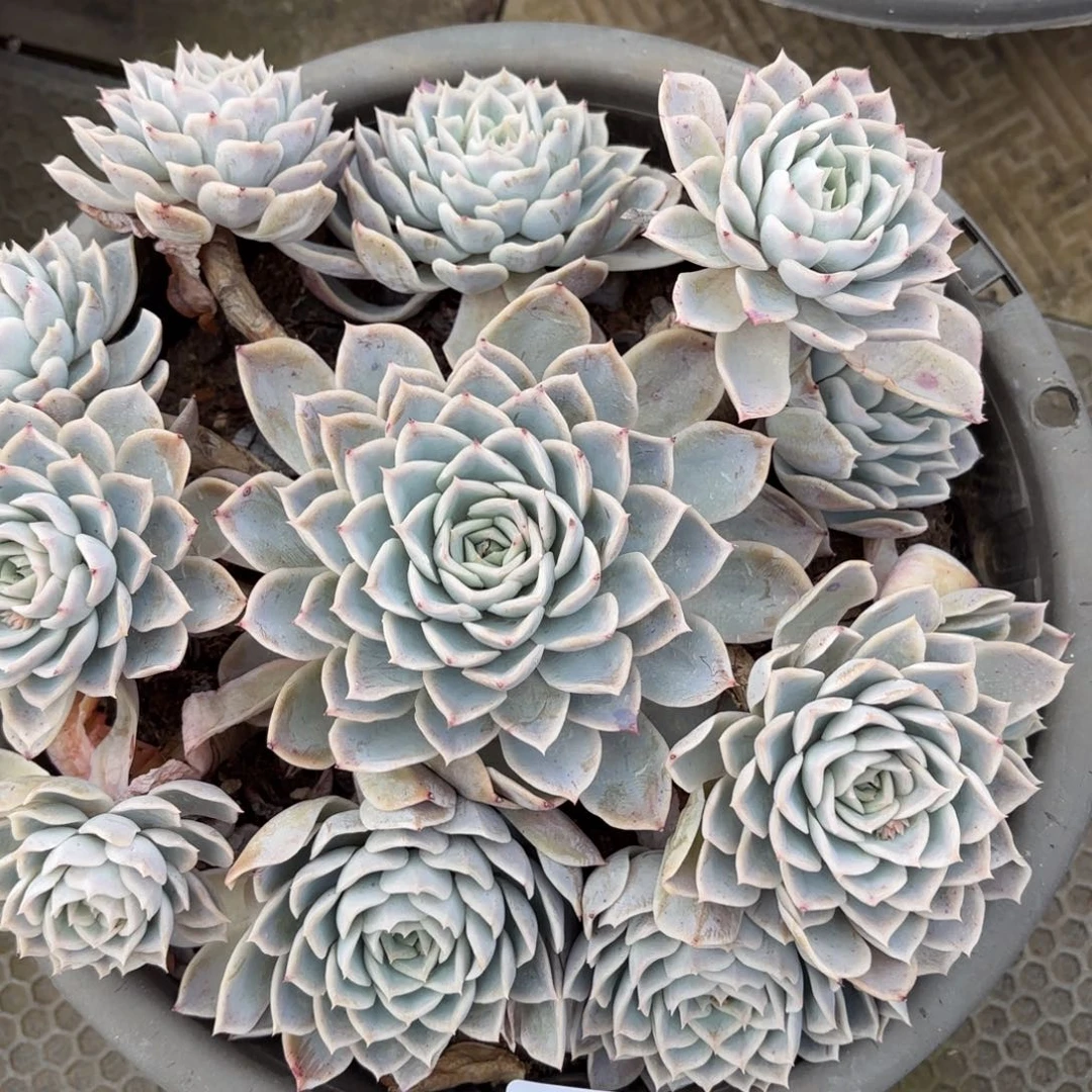 同温层多肉59约瑟琳