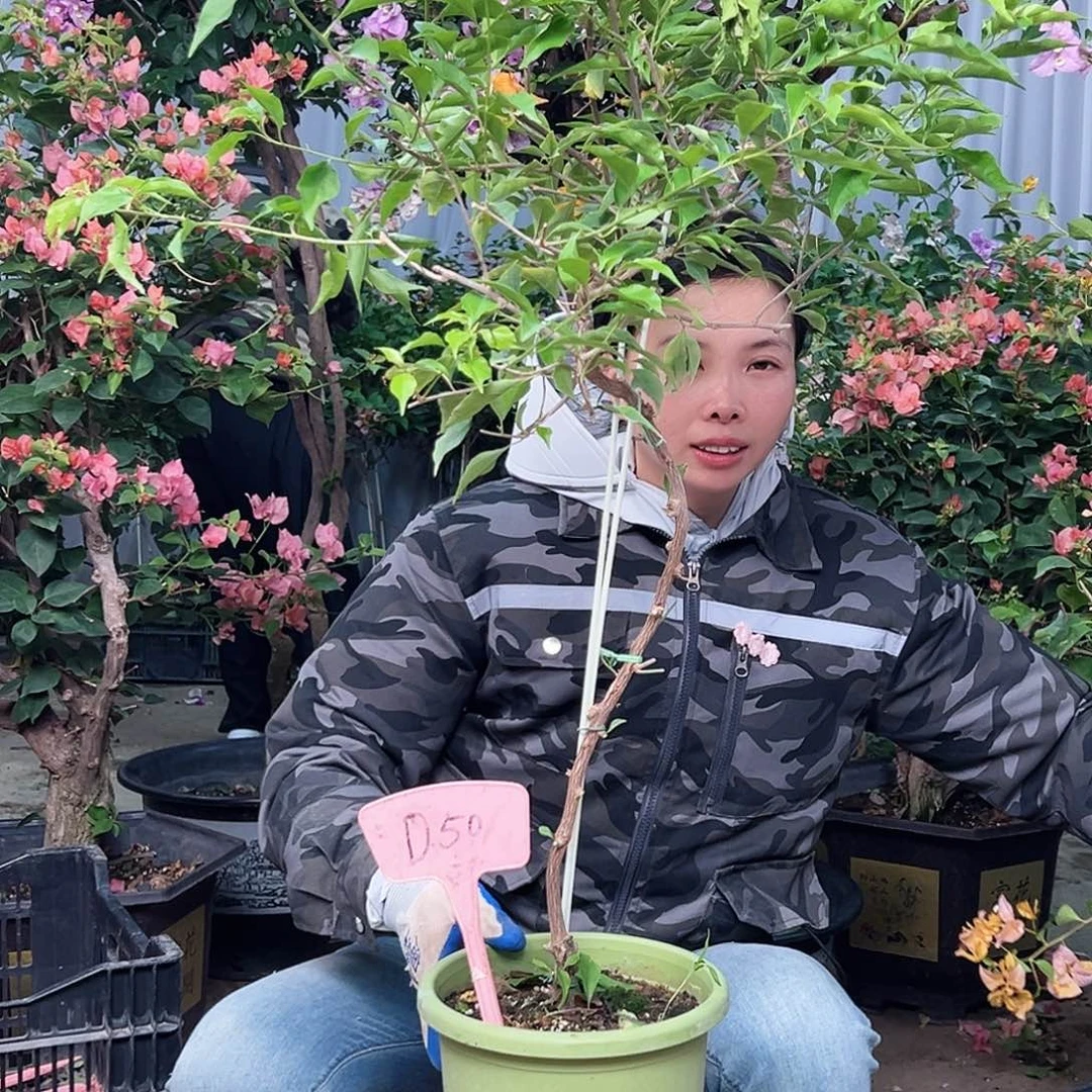 开***C大部分花苞少量开放D50橙桑巴