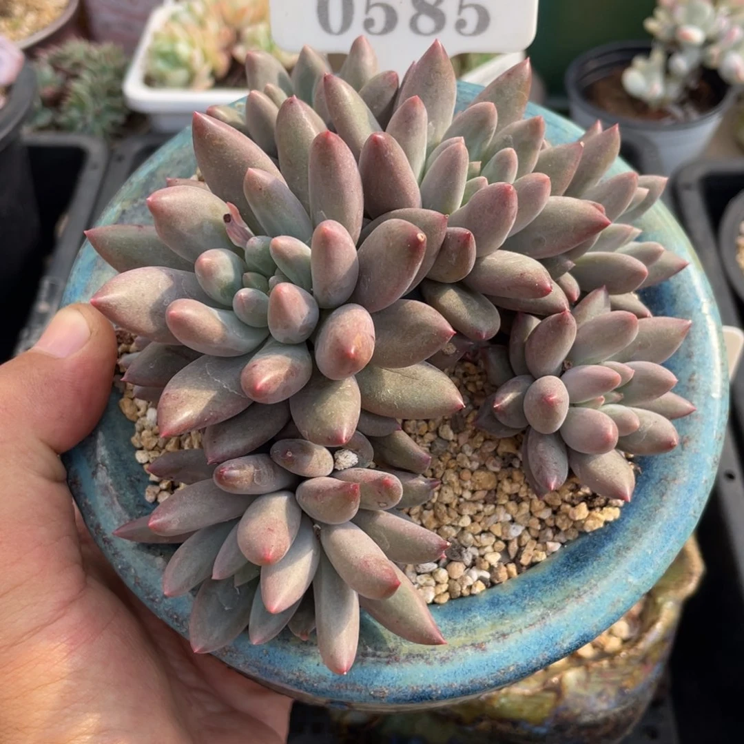 0585红蜻蜓不带盆13厘米