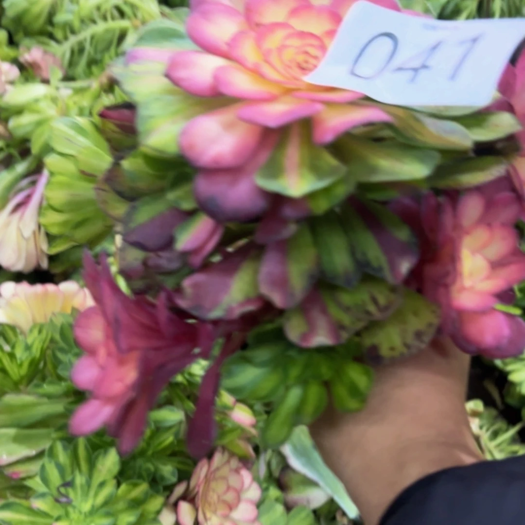 哈哈多肉葡萄福利041