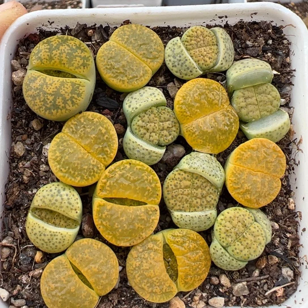 2.2好看的多肉a037