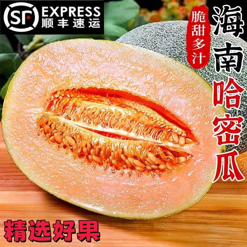 【顺丰发货】正宗海南哈密瓜脆甜多汁皮薄肉厚新鲜水果晓蜜25净重