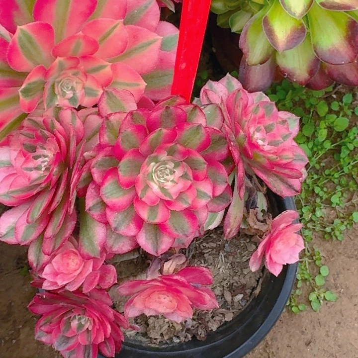 4-8荔枝多肉法师