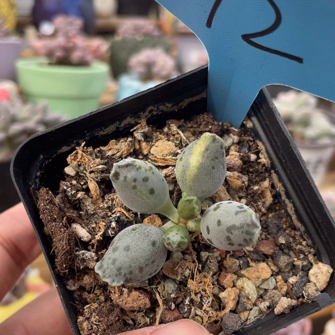 海豹锦多肉植物啊