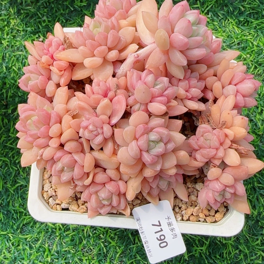 贵妃群，7190多肉植物