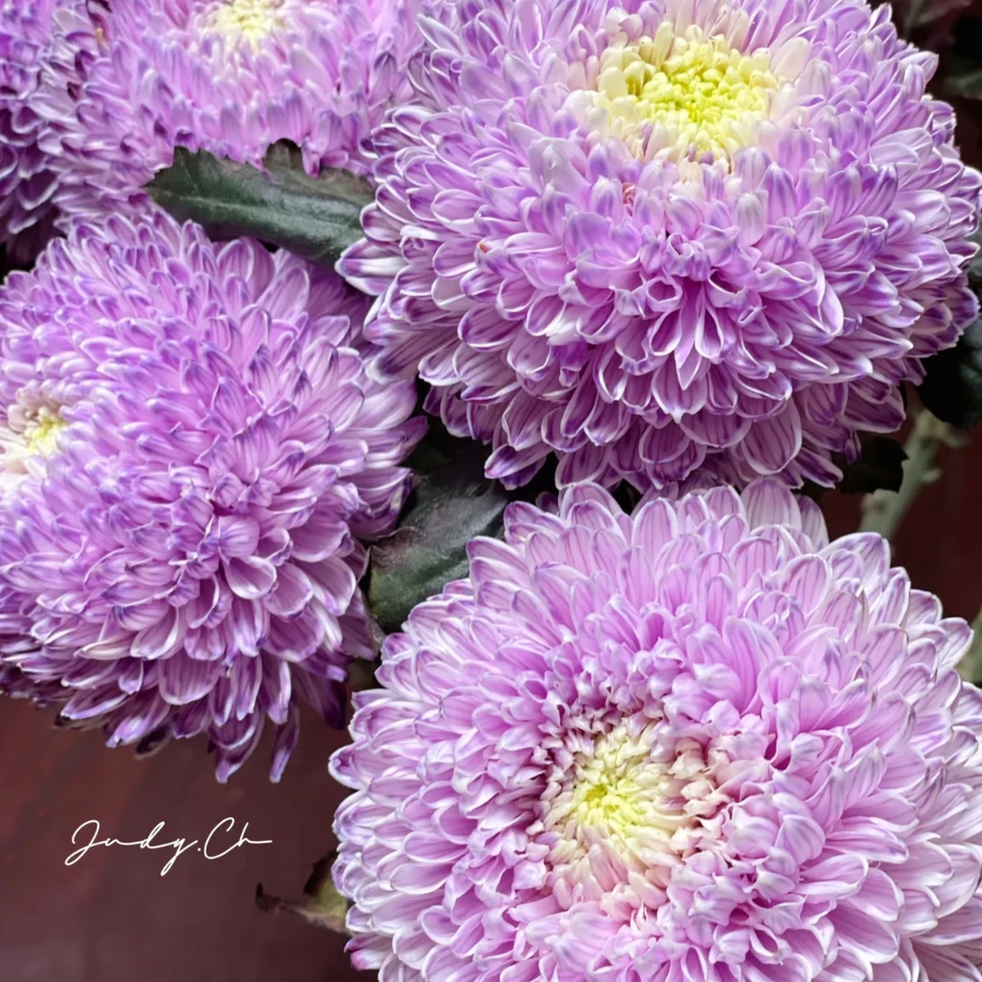 香芋紫（花努力）-牡丹菊（任意两单包邮，一单需要补运费）