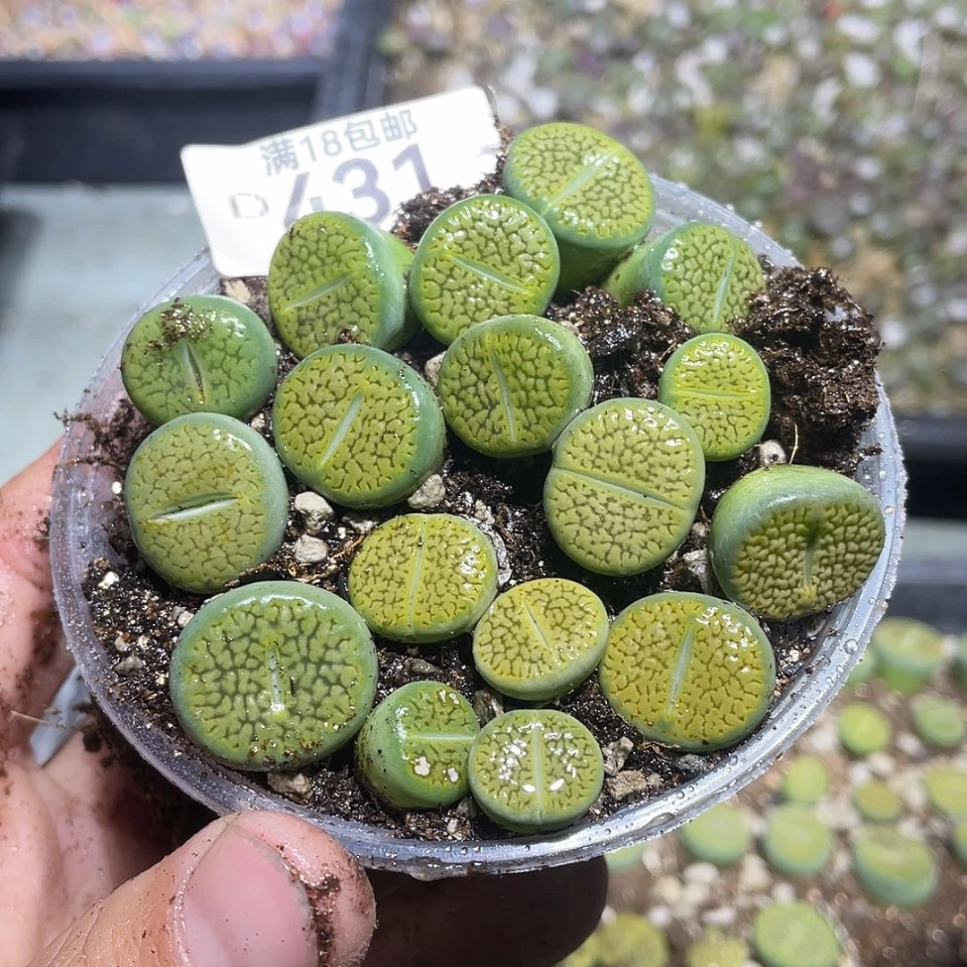 431当天凑满十八元包邮生石花