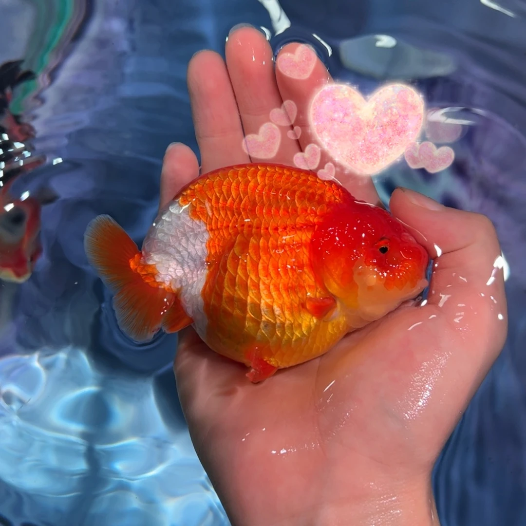海水鱼买够三条顺丰包邮陆运