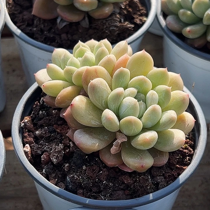 团011   两盆  多头。百达翡翠